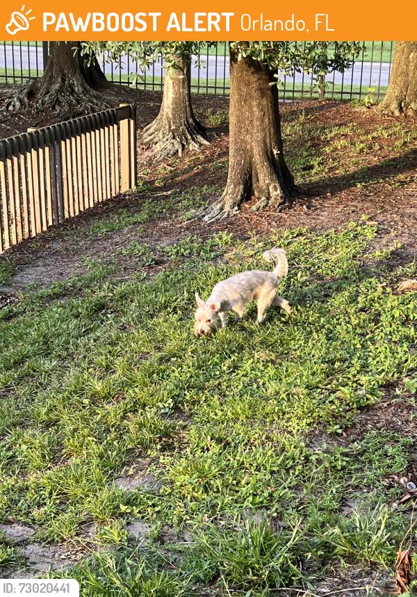 Found/Stray Unknown Dog last seen apmts behind walmart, Orlando, FL 32812