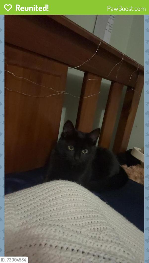 Reunited Female Cat last seen Bell Bridge primary School, Hoppers Crossing, VIC 3029