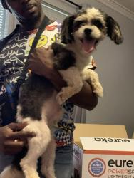 Found/Stray Male Dog last seen Highland dr at Joyce’s st, Arlington, TX 76010