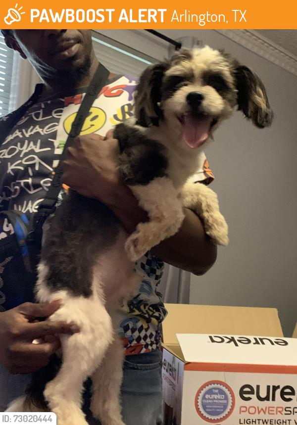Found/Stray Male Dog last seen Highland dr at Joyce’s st, Arlington, TX 76010