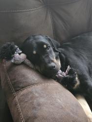 Reunited Female Dog last seen Rainier, Rainier, WA 98576