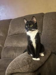 Lost Female Cat last seen windermere elementary school, o`days driving school, Buffalo, NY 14226