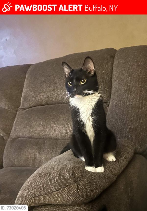 Lost Female Cat last seen windermere elementary school, o`days driving school, Buffalo, NY 14226
