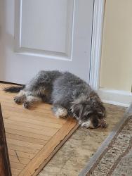 Reunited Male Dog last seen Hwy 212, Rockdale County, GA 30094