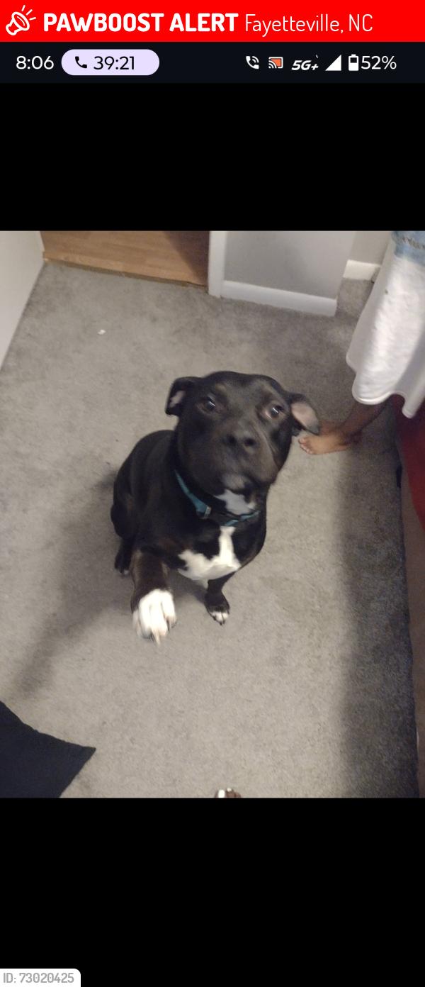 Lost Male Dog last seen Kim bridge off Reilly Rd, Fayetteville, NC 28314