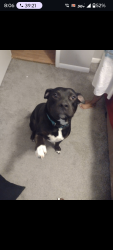 Lost Male Dog last seen Kim bridge off Reilly Rd, Fayetteville, NC 28314