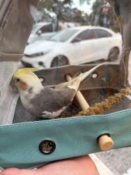 Reunited Male Bird last seen Hallandale Beach , Hallandale Beach, FL 33009