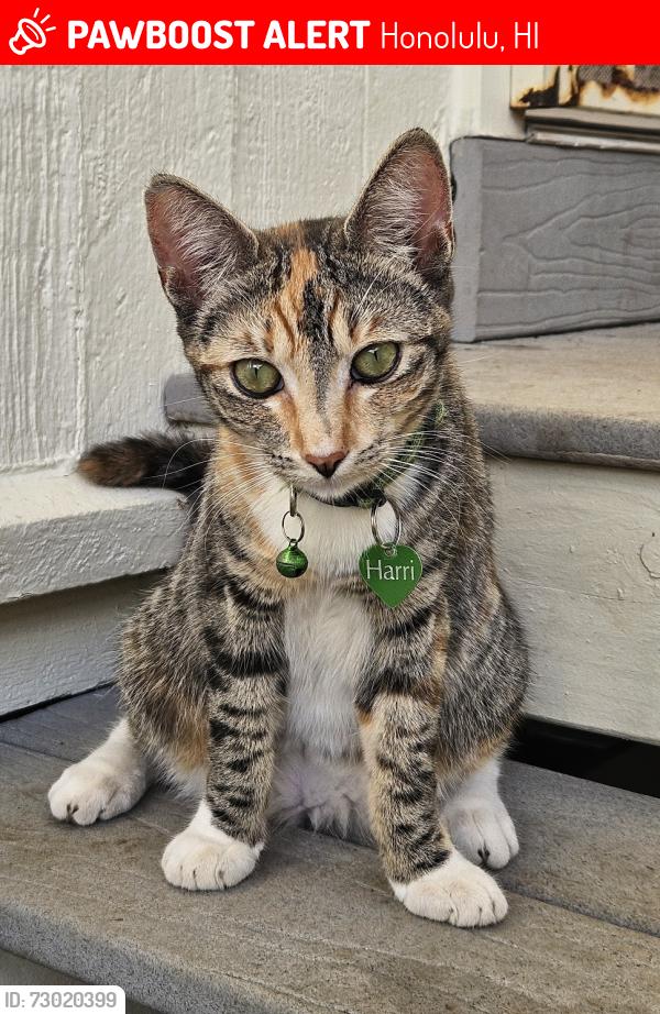Lost Female Cat last seen Piikoi St/Lunalilo, Honolulu, HI 96822
