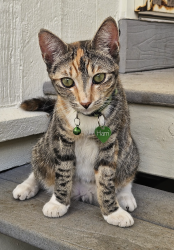 Lost Female Cat last seen Piikoi St/Lunalilo, Honolulu, HI 96822