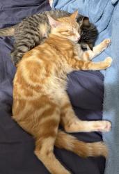 Lost Male Cat last seen River side Grove, Sumner, WA 98390