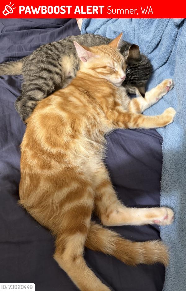 Lost Male Cat last seen River side Grove, Sumner, WA 98390