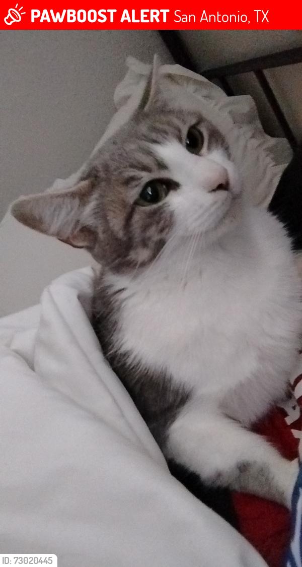 Lost Female Cat last seen Callaghan road and Fredericksburg road , San Antonio, TX 78229