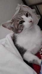 Lost Female Cat last seen Callaghan road and Fredericksburg road , San Antonio, TX 78229
