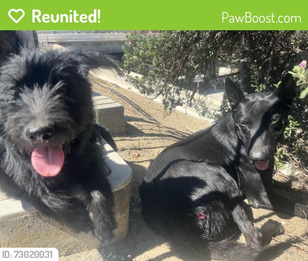 Reunited Unknown Dog last seen Parking lot behind Hilltop Jamaica Restaurant and Lounge, Pomona, CA 91766