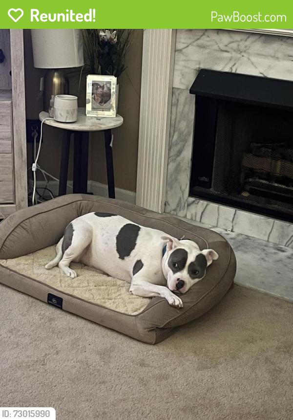 Reunited Female Dog last seen highway 120, Newton County, GA 30016