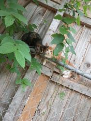 Lost Female Cat last seen Porter and Himes st, Norman, OK 73069