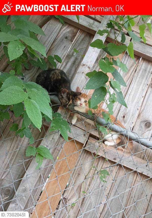 Lost Female Cat last seen Porter and Himes st, Norman, OK 73069