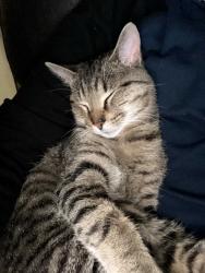 Lost Male Cat last seen Westnedge, Portage, MI 49002