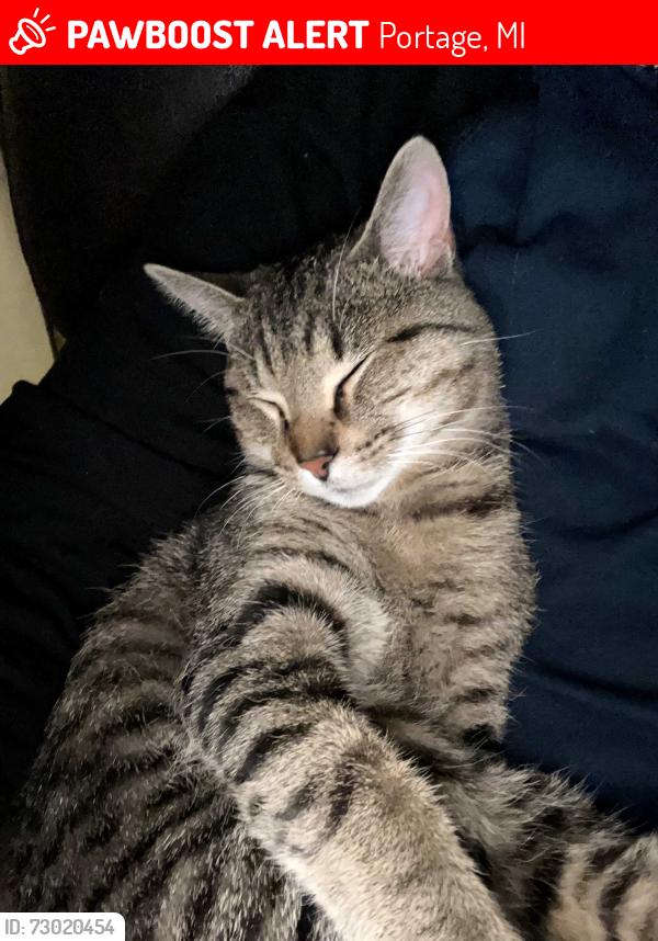Lost Male Cat last seen Westnedge, Portage, MI 49002