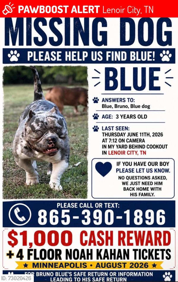 Lost Male Dog last seen Lenoir City behind Cookout, Lenoir City, TN 37772