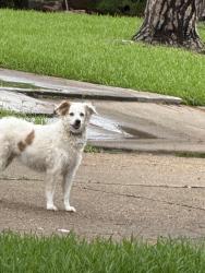 Found/Stray Unknown Dog last seen Clipperwood Place and Plantation Valley, Houston, TX 77498
