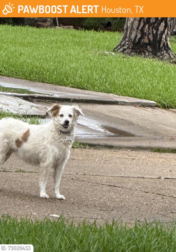 Found/Stray Unknown Dog last seen Clipperwood Place and Plantation Valley, Houston, TX 77498