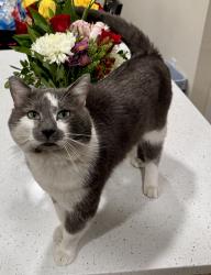 Lost Male Cat last seen Rippon Landing , Woodbridge, VA 22191