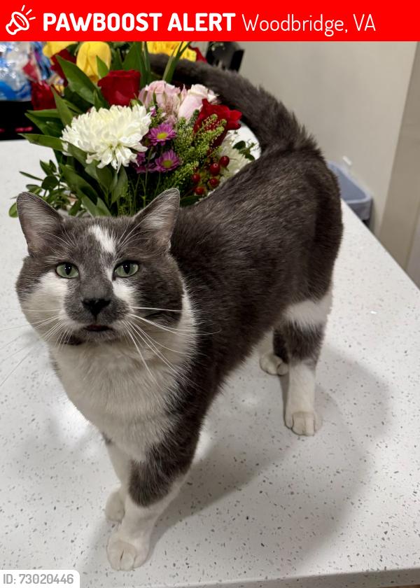 Lost Male Cat last seen Rippon Landing , Woodbridge, VA 22191