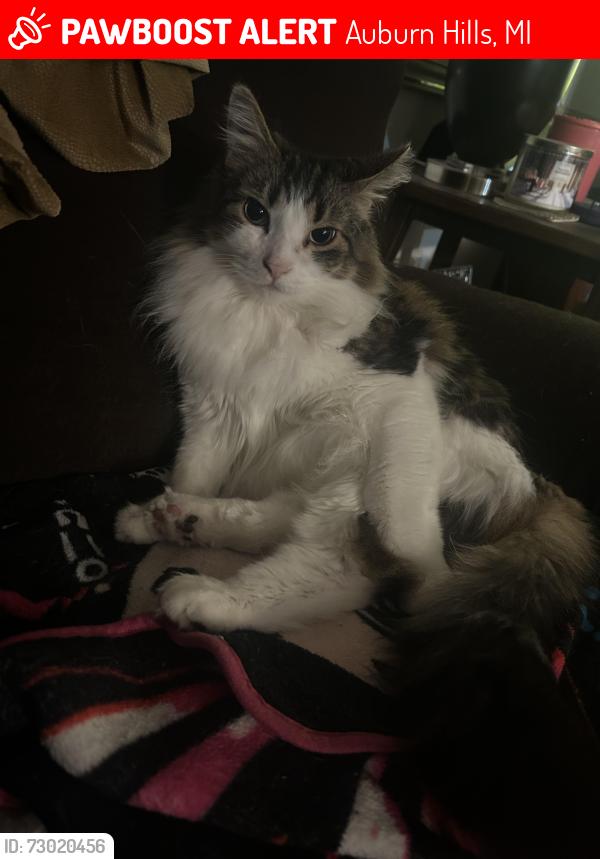 Lost Male Cat last seen Emerald Dr. by the fire hydrant, Auburn Hills, MI 48326
