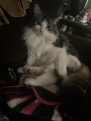 Lost Male Cat last seen Emerald Dr. by the fire hydrant, Auburn Hills, MI 48326