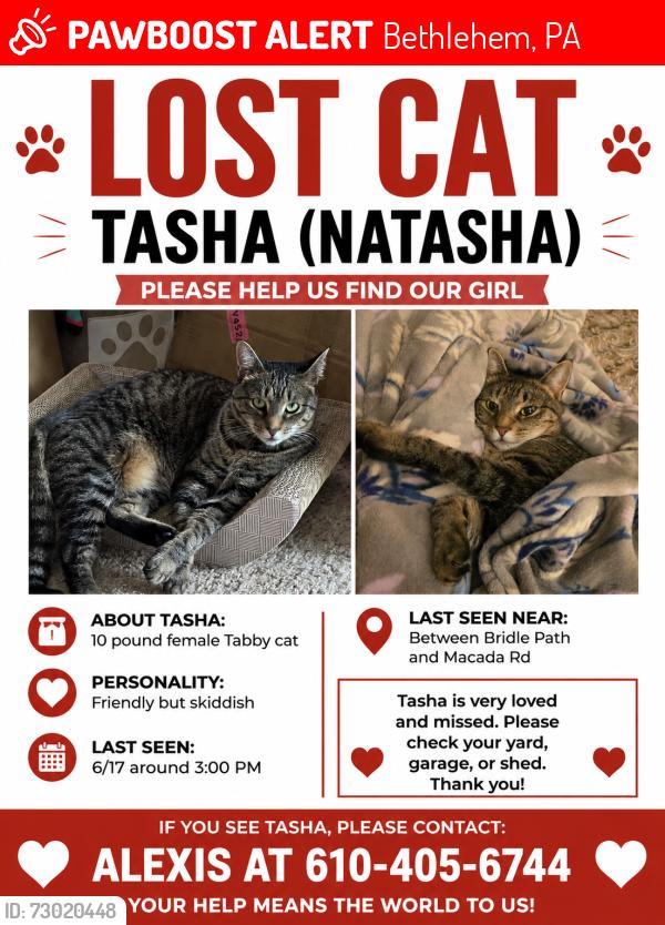 Lost Female Cat last seen Jacksonville Rd, Bethlehem, PA 18017