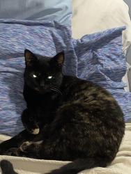 Lost Female Cat last seen Near Alamo Club on Catalina Dr, Greenville, SC 29609