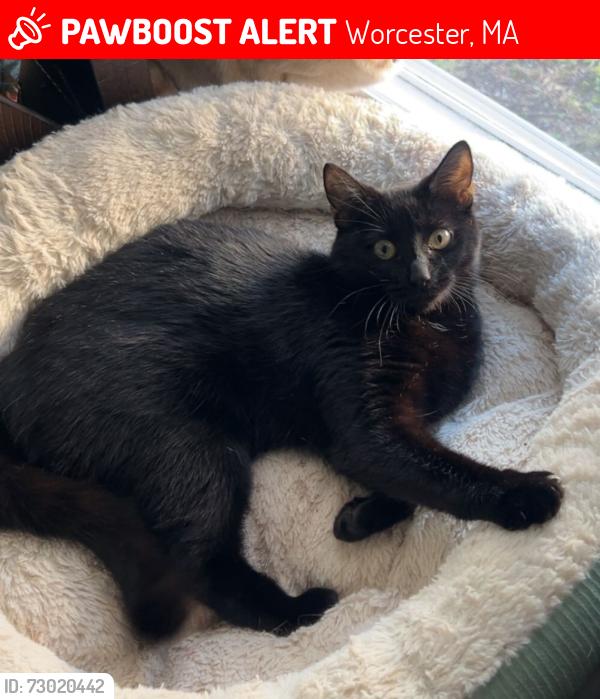 Lost Female Cat last seen Dibeck st, carlstand st , Whipple st and cornhill st, Worcester, MA 01607