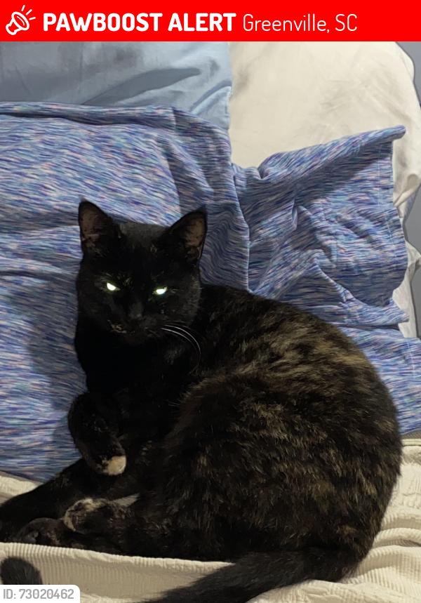 Lost Female Cat last seen Near Alamo Club on Catalina Dr, Greenville, SC 29609