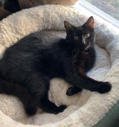 Lost Female Cat last seen Dibeck st, carlstand st , Whipple st and cornhill st, Worcester, MA 01607