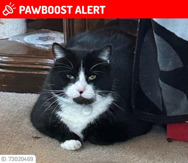 Lost Male Cat last seen School Dr, Hempfield Township, PA 15642