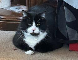 Lost Male Cat last seen School Dr, Hempfield Township, PA 15642