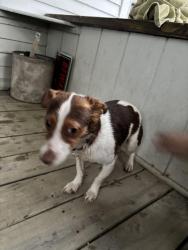 Found/Stray Male Dog last seen abundant life church, Adrian, MI 49221