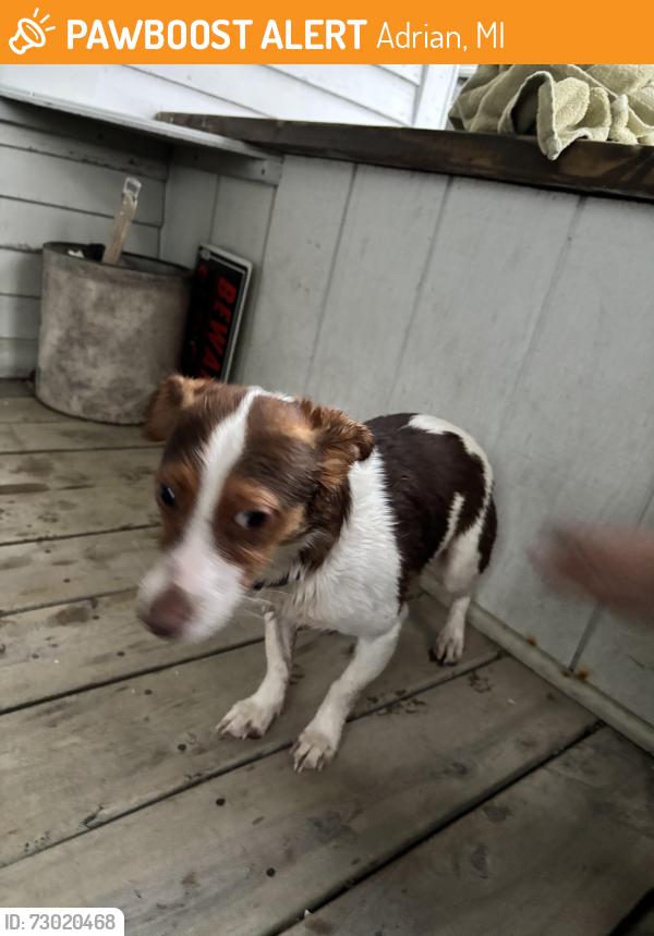 Found/Stray Male Dog last seen abundant life church, Adrian, MI 49221