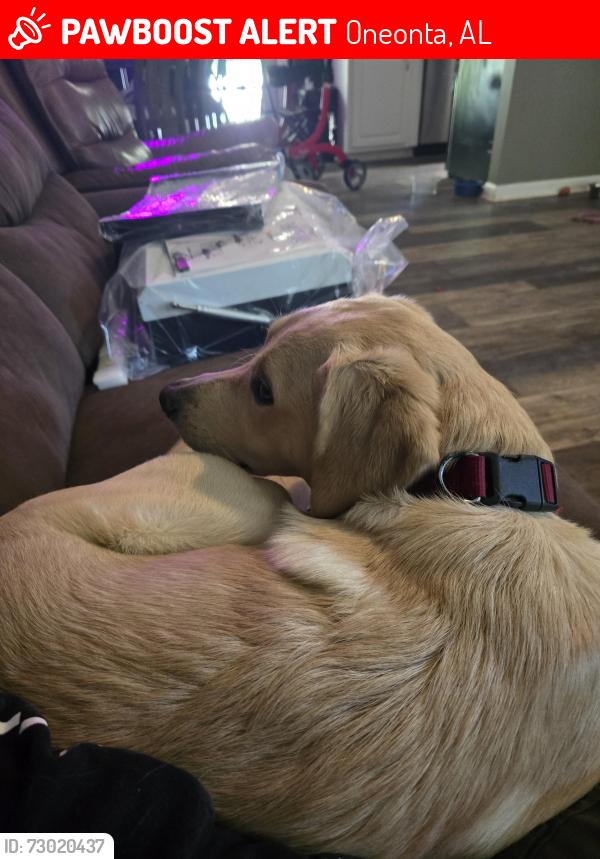 Lost Male Dog last seen highway 231, Oneonta, AL 35121