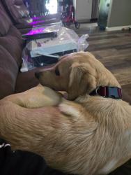 Lost Male Dog last seen highway 231, Oneonta, AL 35121