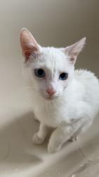 Lost Male Cat last seen maramba primary school , Narre Warren, VIC 3805