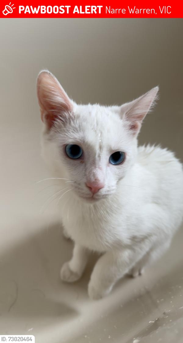 Lost Male Cat last seen maramba primary school , Narre Warren, VIC 3805