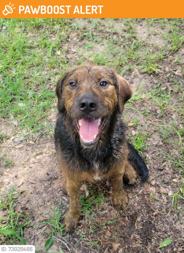 Found/Stray Male Dog last seen Gulf Coast Rd, Montgomery County, TX 77302