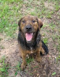Found/Stray Male Dog last seen Gulf Coast Rd, Montgomery County, TX 77302