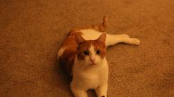 Reunited Male Cat last seen Near Longford Cir, Elgin, IL 60120, USA, Elgin, IL 60120