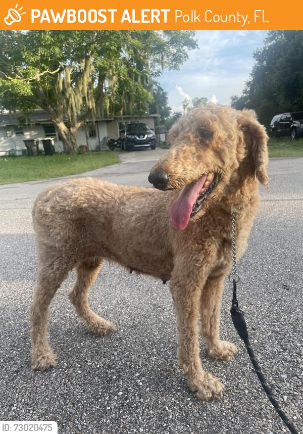 Found/Stray Female Dog last seen Jenny Dr, Polk County, FL 33898