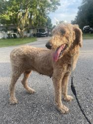 Found/Stray Female Dog last seen Jenny Dr, Polk County, FL 33898