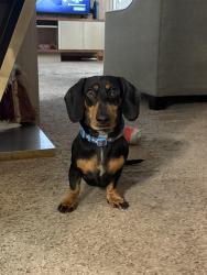 Reunited Male Dog last seen Near hillside avenue, Airmont, NY 10952