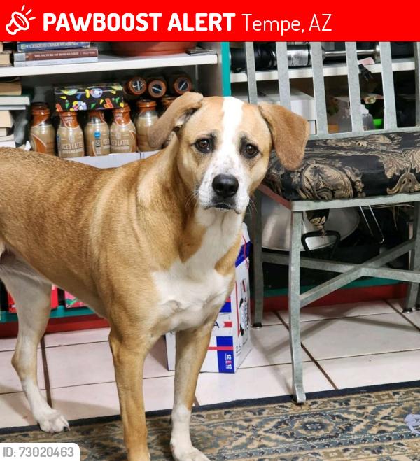 Lost Female Dog last seen McClintock High School, Tempe, AZ 85282
